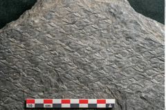 Foto (Detailansicht) von Lepidodendron aculeatum St. (NHMW-GEO-2024-0188-11024)